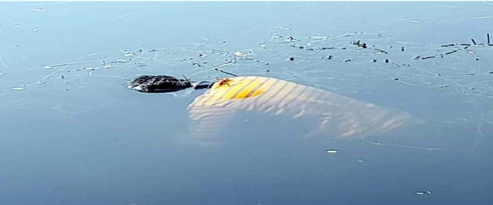 Maharajganj News : पोखरे में उतराता मिला महिला का शव, गांव में दहशत का माहौल