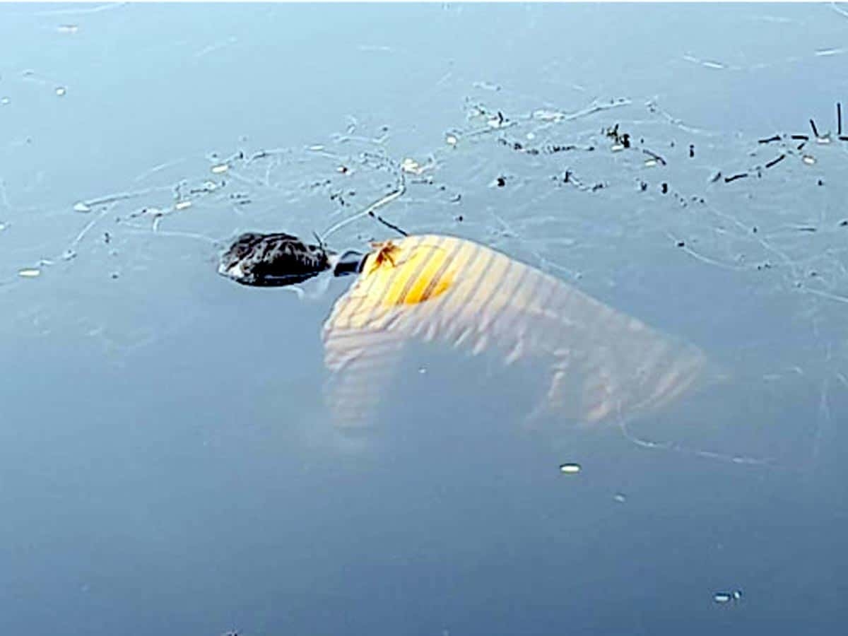 floating body