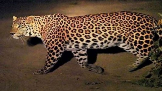 Maharajganj News : खरझार नाले के पास दिखा तेंदुआ, आधा दर्जन गाँवों में दहशत का माहौल
