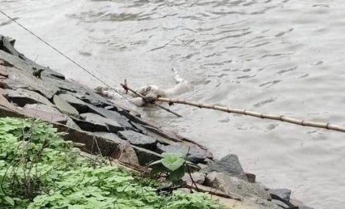 Maharajganj News : पड़री खुर्द नहर में मिला अज्ञात शव, शव निकासी के तरीके पर बवाल