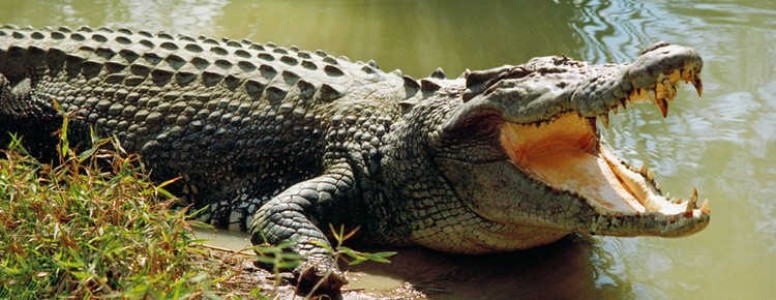 Maharajganj News : शाम की एक गलती पड़ी भारी, नदी से निकला मगरमच्छ और कर दिया हमला