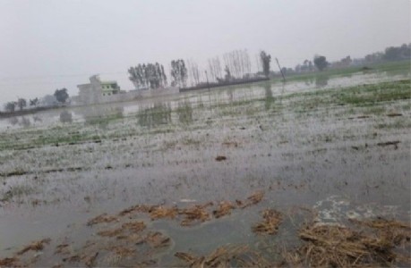 Maharajganj News : अचानक टूटा नहर का बंधा, खेत बने तालाब—किसानों की मेहनत जलमग्न, मुआवजे की उठी मांग