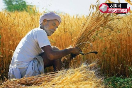 महराजगंज के किसानों के लिए राहत: अनुदान पर मिलेगा गेहूं का प्रमाणित बीज, पहली खेप में पहुंचा 1050 क्विंटल
