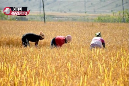 धान खरीद के लिए 132 क्रय केंद्र तैयार, पहली नवंबर से शुरू होगी खरीद