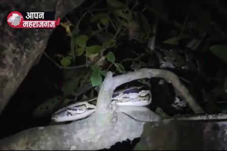नौतनवा के महेंद्र नगर में पेड़ पर दिखा विशालकाय अजगर, लोगों में दहशत