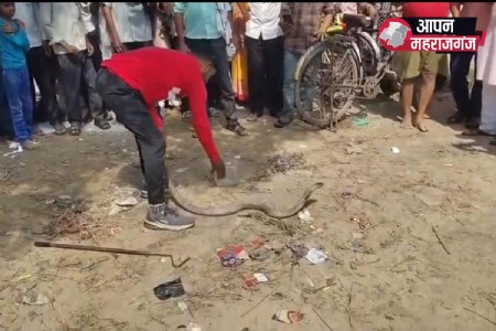 सिंदुरिया ग्राम सभा में सरकारी राशन की दुकान पर निकला किंग कोबरा, मचा हड़कंप