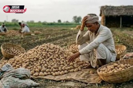 आलू की खेती में किसानों को नहीं मिल रहा उचित मुनाफा, फरेंदा के पांच कोल्ड स्टोरेज में 27 हजार पैकेट जमा
