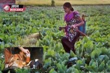 महराजगंज: गोमूत्र से बनेगा प्राकृतिक कीटनाशक, किसानों को बोतलों में मिलेगा उत्पाद
