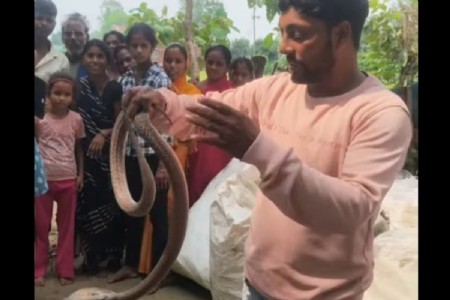 Maharajganj News: महराजगंज के मिठौरा स्थित दुकान में निकला विशाल कोबरा, मची अफरा-तफरी