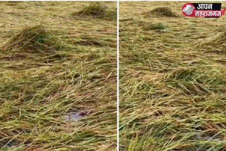 महराजगंज में चक्रवाती तूफान अर्णव का कहर, तेज बारिश से खेतों में गिरी धान की फसल