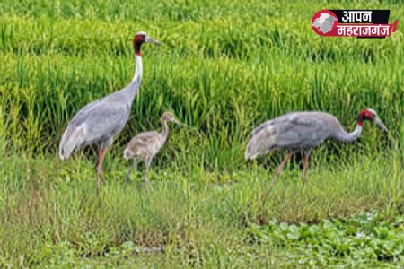 महराजगंज में बढ़ रही राजकीय पक्षी सारस की संख्या, बच्चों के साथ खेतों में दिखा जोड़ा