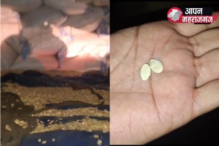महराजगंज में बीजों के बड़े अवैध तस्करों का भंडाफोड़
