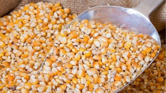 Maharajganj News : सरहद के साए में ‘ब्राजील कनेक्शन’! नेपाल से बोरी-बोरी मक्का पार, मंडियों तक पहुंच रहा अवैध खेल