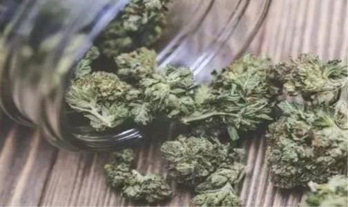 Maharajganj News : दो लाख प्रति किलो का लालच! ‘हाइड्रोपोनिक वीड’ के जाल में इस तरह फंस रहे युवा