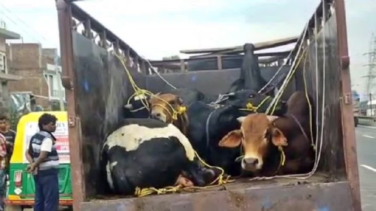 Maharajganj News : पशु तस्करी पर शिकंजा: ठूठीबारी में पिकअप वाहनों का सत्यापन अभियान तेज