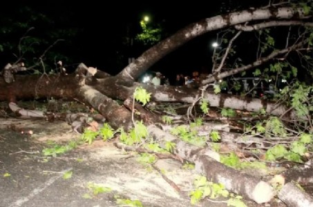 Maharajganj News : 15 दिन पहले से यहाँ गिरा है पेड़ ! हादसे का इंतजार कर रहा प्रशासन?