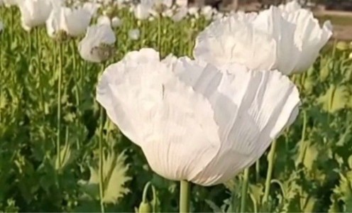 Maharajganj News : खेत में ‘सफेद सोना’ उगाने का खेल बेनकाब… 450 अफीम के पौधों संग किसान गिरफ्तार