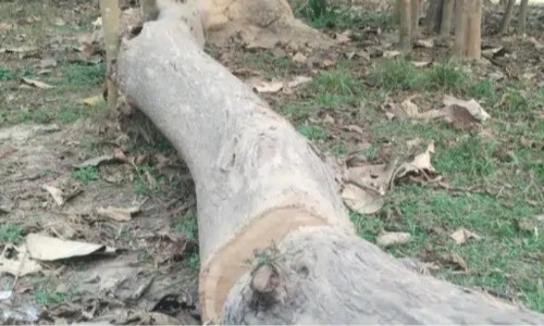 Maharajganj News : चौकी से बस 300 मीटर दूर ही काट डाले कीमती सागौन! वन विभाग की सुरक्षा पर उठे बड़े सवाल