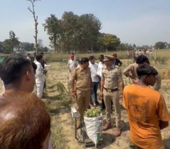 Maharajganj News : नेपाल से आए बीज, खड़खोड़ा में पनप रही थी अफीम की खेती! 520 पोस्ता फल नष्ट
