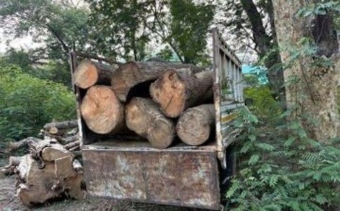 Maharajganj News : गश्त के दौरान बड़ी कार्रवाई, अवैध आम की लकड़ी समेत पिकअप पकड़ी