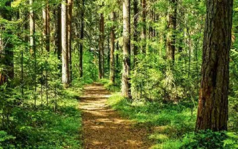 Maharajganj Dacoit History : जब डाकू भी लेते थे देवी की इजाजत! महराजगंज के जंगलों की रोंगटे खड़े कर देने वाली कहानी