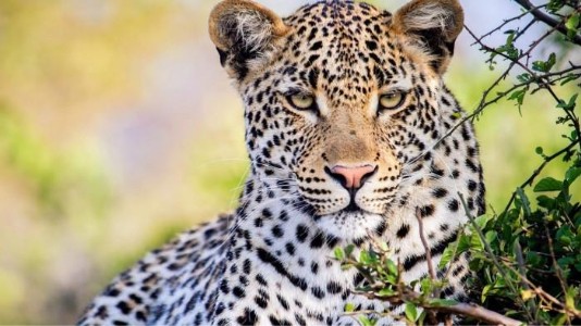 Maharajganj News : दिन में बगीचे में और रात को सड़कों पर घूम रहा है 'वो', गाँव वाले सहमे हुए