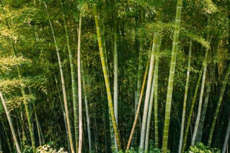 Bamboo Farming In Maharajganj : बंजर जमीन से लाखों की कमाई! महराजगंज के किसान ने बांस की खेती से बदली किस्मत