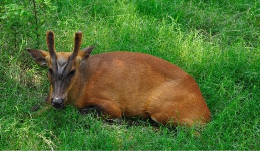 Maharajganj News : जंगल से शहर की आबादी में पहुंचा हिरण ! फिर क्या हुआ आगे ?