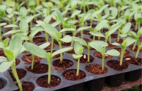 Inspiring Story: 25 डिसमिल से शुरू हुई थी कहानी ! आज लाखों पौधों का साम्राज्य, कैसे बदली किसान की तकदीर?