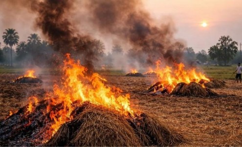 Maharajganj News : डंठल जलाया तो खैर नहीं ! डीएम ने दिया सख्त अल्टीमेटम