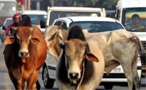 Maharajganj News : सड़कों से गायब होंगे आवारा पशु! प्रशासन का 35 लाख मास्टर प्लान तैयार