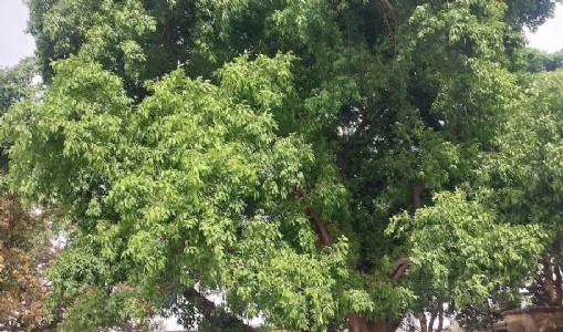 Mysterious Centuries Old Pakad Tree : महराजगंज में सदियों से खड़ा वो रहस्यमयी पेड़, जिसकी उम्र आज तक कोई नहीं जान पाया!