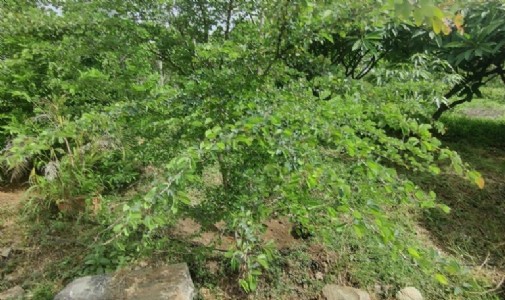 Maharajganj News : तेज हवा का ऐसा झोंका आया कि सड़क पर धराशायी हो गया जंगल जलेबी