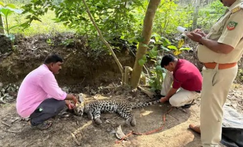 Maharajganj News : आखिर कैसे हुई नन्ही तेंदुआ की मौत? जंगल में मिले संघर्ष के चौंकाने वाले निशान