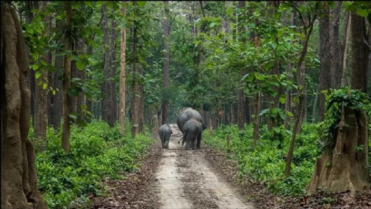 Sohagibarwa Wildlife Sanctuary : यूपी का ऐसा वाइल्डलाइफ हब, जहां प्रकृति दिखाती है अपना सबसे खूबसूरत रूप ! आप भी आइये