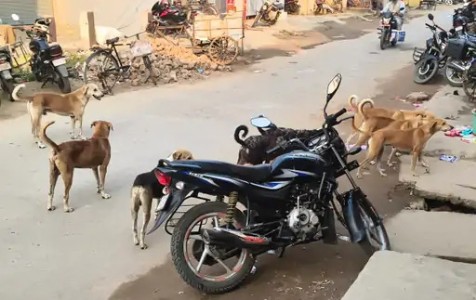 Maharajganj News : सड़क पर अचानक दौड़ पड़ते हैं कुत्ते, कई लोग घायल होने से बचे