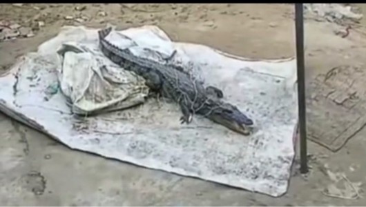 Maharajganj News : चौराहे पर अचानक पहुंचा 'खौफनाक मेहमान', देखते ही मच गई अफरा-तफरी!
