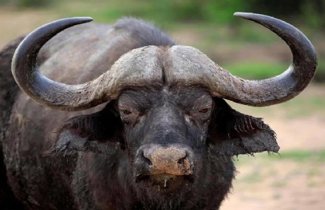 Maharajganj News : जंगल में अचानक नजर आया दुर्लभ जंगली भैंसा, वन विभाग अलर्ट पर