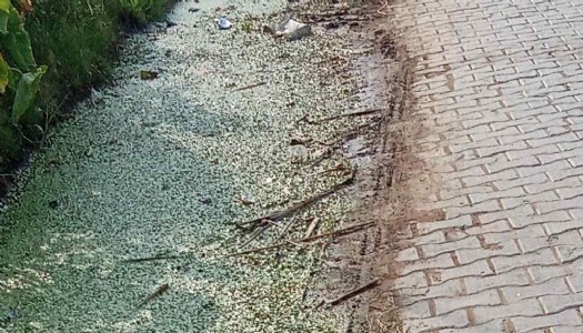 Maharajganj News : चार शिकायतें, दो बार जांच... फिर भी नहीं बनी नाली! आखिर कौन सी फाइलों में फंसा गांव का विकास?