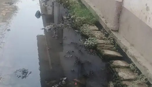 Maharajganj News : गंदगी और बदबू से परेशान हैं इस मोहल्ले के लोग ! हैं प्रशासन से नाराज़