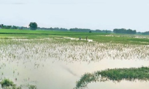 Maharajganj News : नेपाल से आए पानी ने डुबोई किसानों की उम्मीदें! धान की फसल जलमग्न