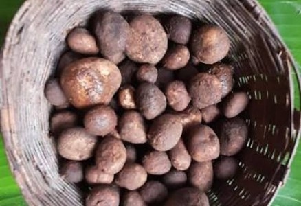 Forest Food Costly than Mutton : महराजगंज के जंगल की अनोखी सौगात, मटन से भी महंगी बिक रही जंगल की ये सब्ज़ियां