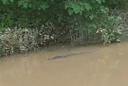 Maharajganj News : एक हफ्ते से नदी में मंडरा रहे दो मगरमच्छ ! सहमे हुए रात गुज़ार रहे लोग