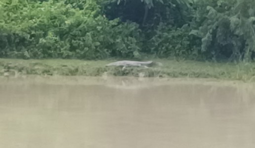 Maharajganj News : सरस्वती कॉलेज के सामने दिखा विशाल मगरमच्छ, नहर किनारे मचा हड़कंप