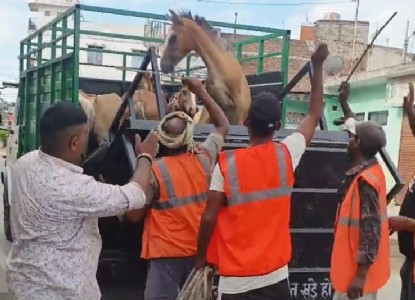 Maharajganj News : एक मौत के बाद जागा प्रशासन, अब सड़कों से हटेंगे खच्चर!