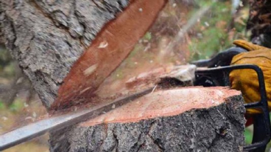 Maharajganj News : एक ओर पौधरोपण, दूसरी ओर हरे आम के पेड़ पर चली आरी...वन विभाग ने शुरू की जांच