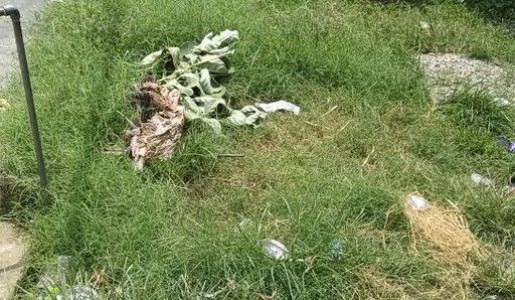 Maharajganj News : जहां से गुजरते हैं अधिकारी, वहीं कूड़े का ढेर! सदर ब्लॉक की तस्वीर ने खोली पोल