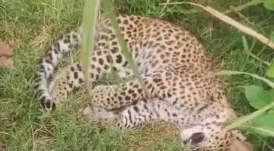 Maharajganj News : रातभर गूंजती रहीं दहाड़ें... सुबह गन्ने के खेत में मिला तेंदुए का शव