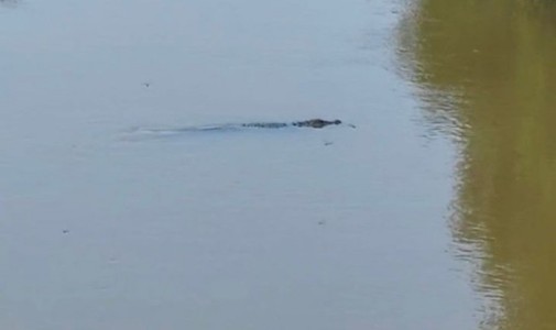 Maharajganj News : मगरमच्छ दिखा तो नदी किनारे लग गया मेला, वन विभाग ने कहा- दूर रहें, पानी में न उतरें