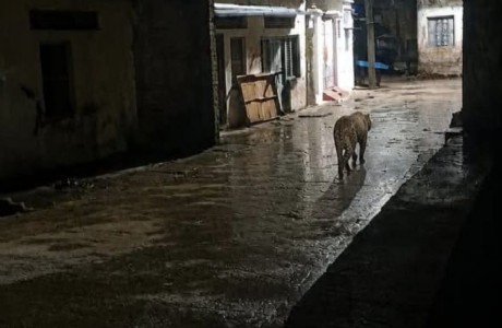 Maharajganj News : अंधेरी रात में सड़क पर टहल रहा था तेंदुआ, मोबाइल कैमरे ने खोला पूरा राज